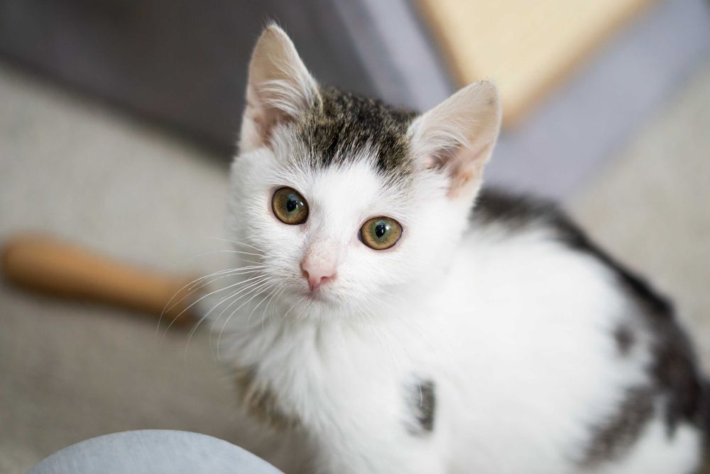 Pyrka - kotka do adopcji