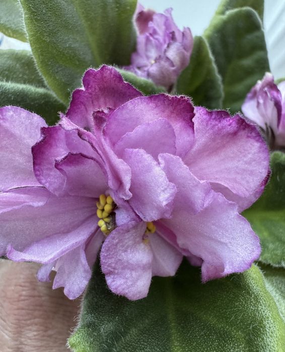 Сенполія    фіалка