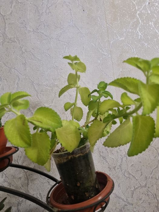 Растения и цветочная стойка