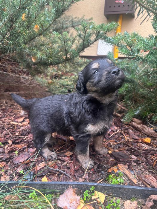 oddam szczeniaki w dobre ręce