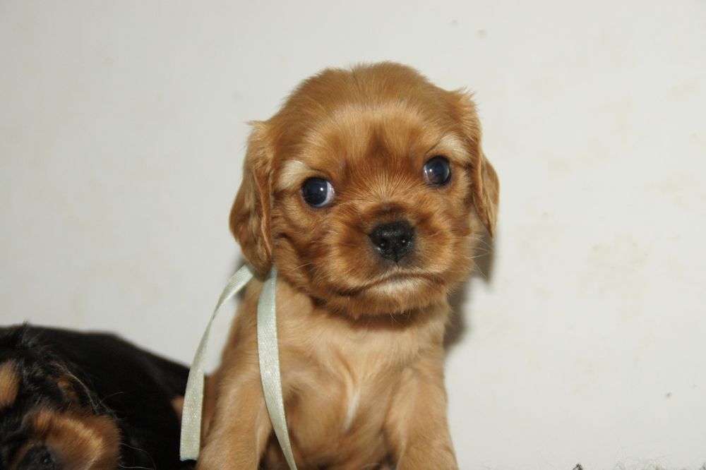 Cavalier King Charles Spaniel FCI, ruby piesek