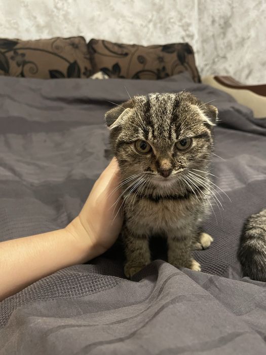 Висловухі кошенята шукають дім