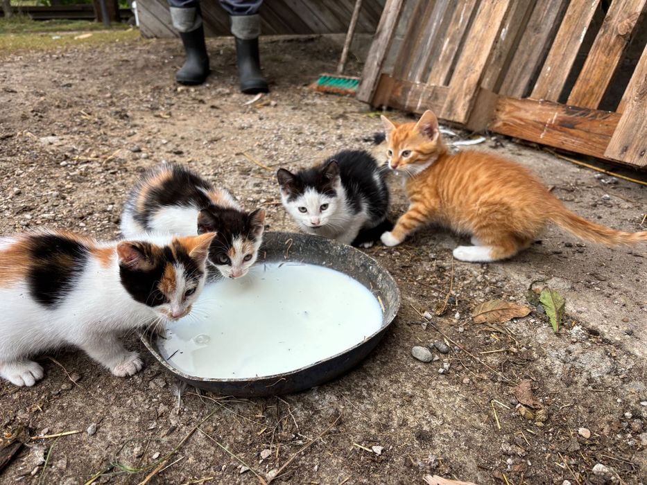 Kotki do adopcji