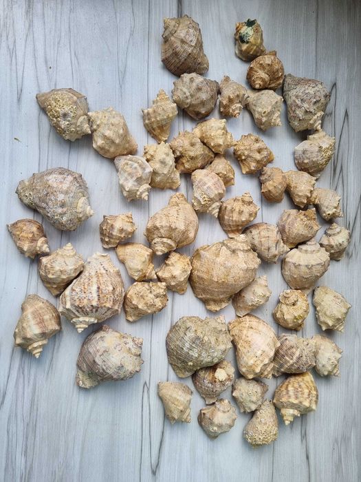 Ракушки морские  2 вида