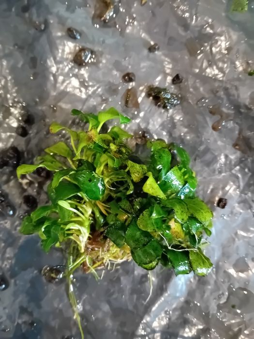 Rośliny do akwarium