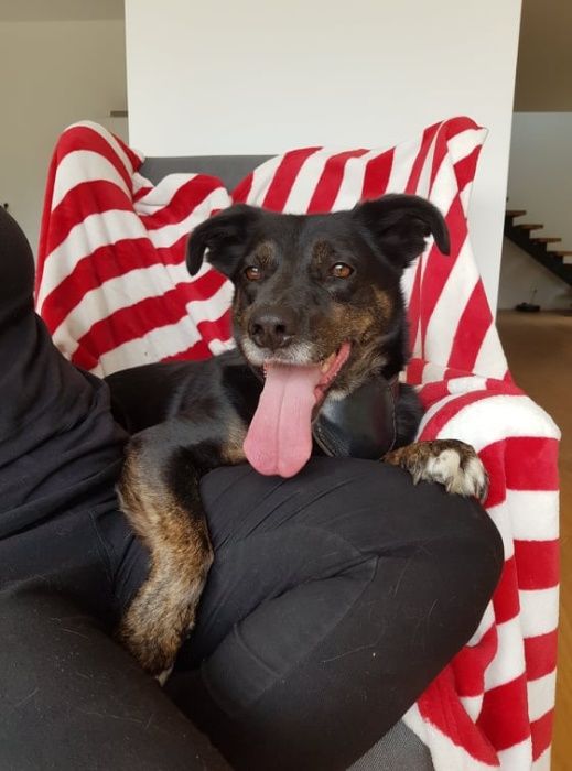 Uśmiechnięty Baddy czeka własnie na Ciebie - do adopcji :)