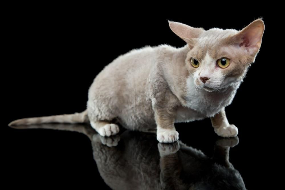 Reproduktor CHAMPION  Devon rex Liliowy bikolor C 03 23