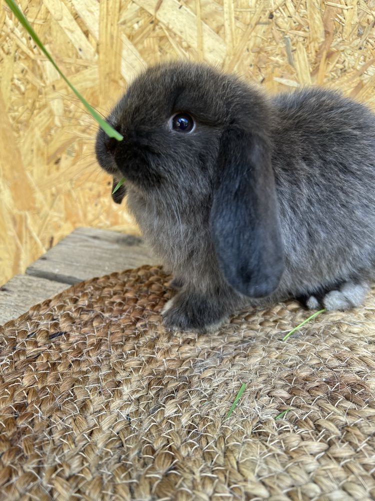 króliki baranki mini lop króliki miniaturowe króliczki