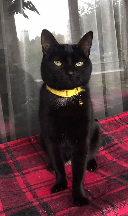 Кошечка Чурочка  бесплатно