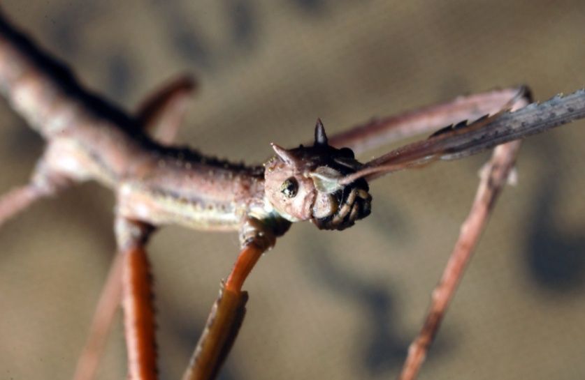 Анамский палочник "Medauroidea extradentata"