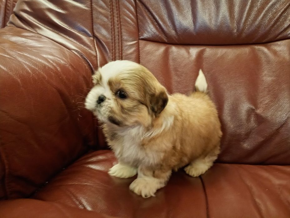 Shih tzu piesek z rodowodem