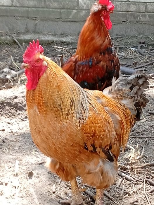 Дворічний активний півень