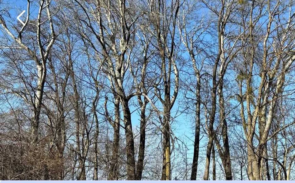 Деревина тополі.