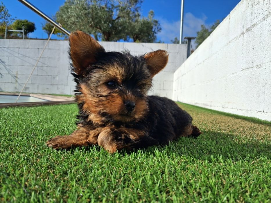 Yorkshire Terrier, macho, vacinado e desparasitado