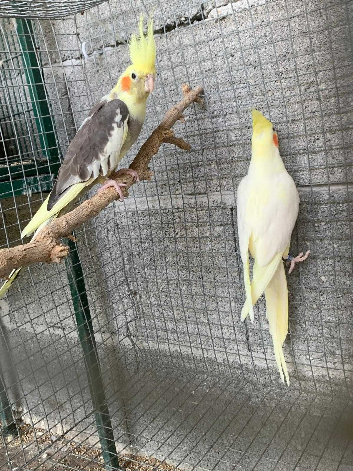 casal caturras para venda
