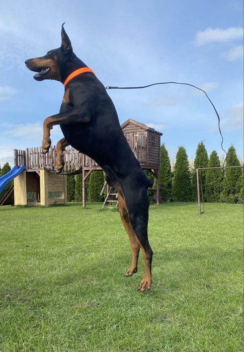 Doberman szczeniak suczka