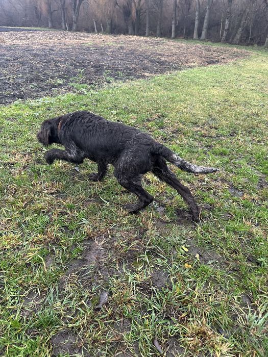 Продам два кобеля