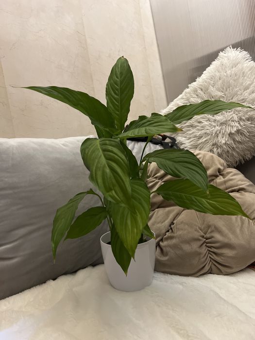 Skrzydlokwiat roslina zielona
