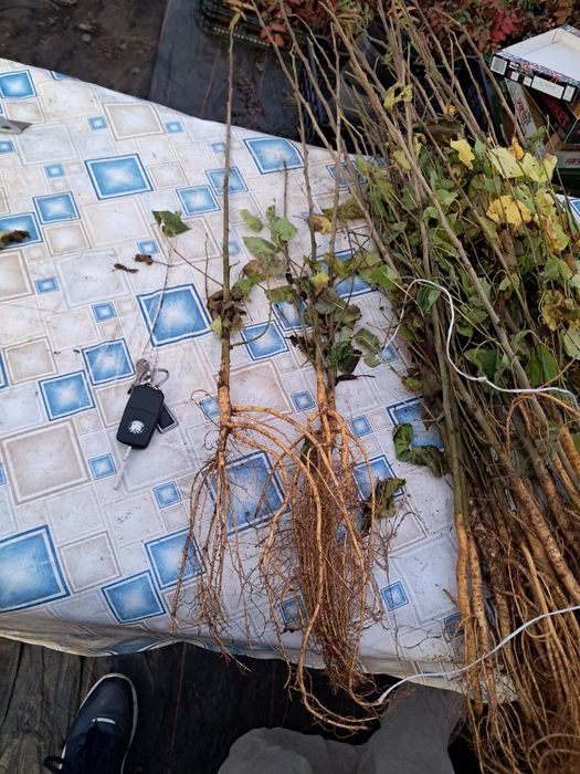 Jeżyna gazda, malina czarna, czerwona, żółta, pigwowiec, agrest