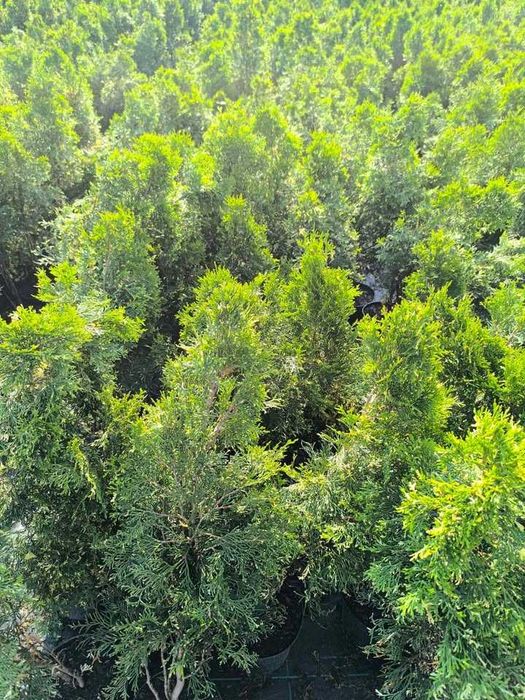 Tuja Szmaragd Variegata Duża Sadzonka