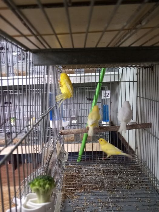 Vendo canários e 2 gaiolas