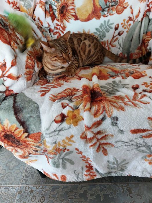 Kotka Bengalska pohodowlana z rodowodem FPL