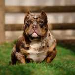 Exotic bullys para montas