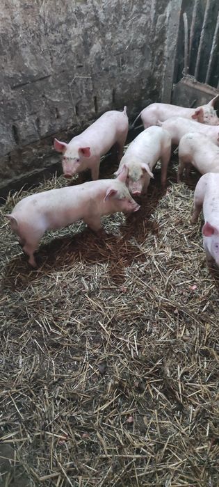 Продам поросята ландрас із пєтреном