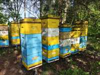 Rodziny pszczele pszczoły odkłady ule wielkopolskie pasieka buckfast