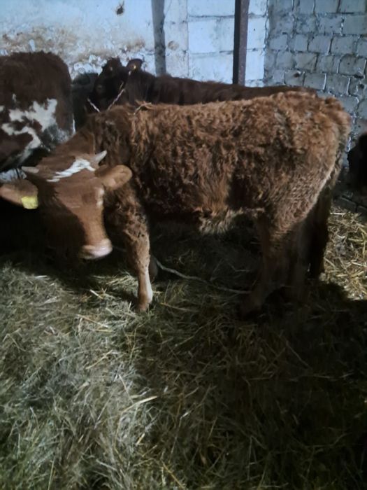 Jałóweczki jałóweczki