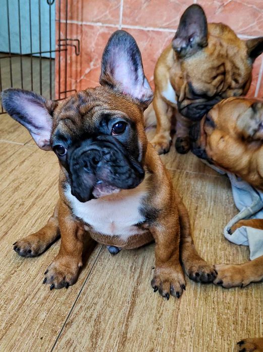 Щенки Французского бульдога
