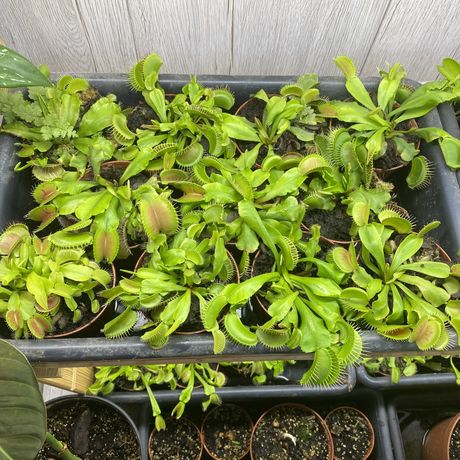 Продам Венерину Мухоловку /Dionaea muscipula