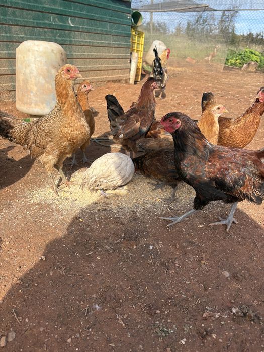 Garnizes femeas e machos