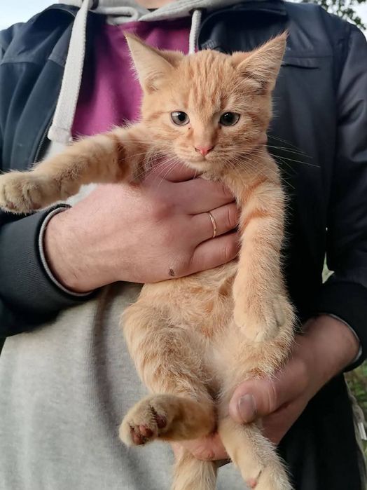 Маленький рыжий котенок мальчик ищет дом! Котята в хорошие руки!