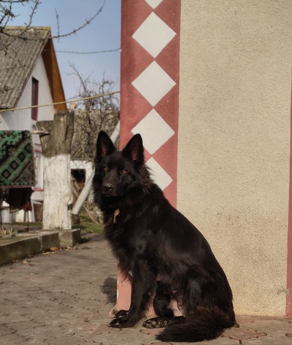 Цуценята німецької вівчарки