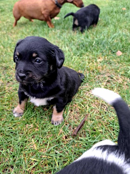 Oddam suczki za darmo