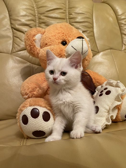 Шотланські кошенята