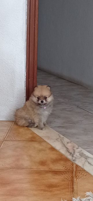 Lulu da Pomerãnia