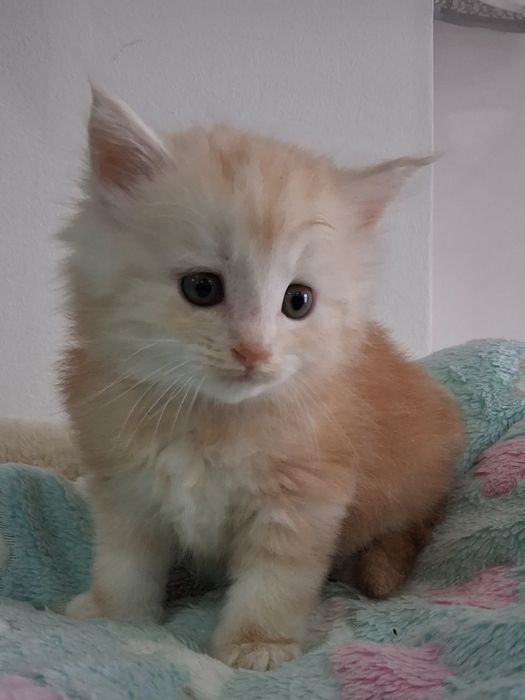 Gatinho Bosques da Noruega  com lop
