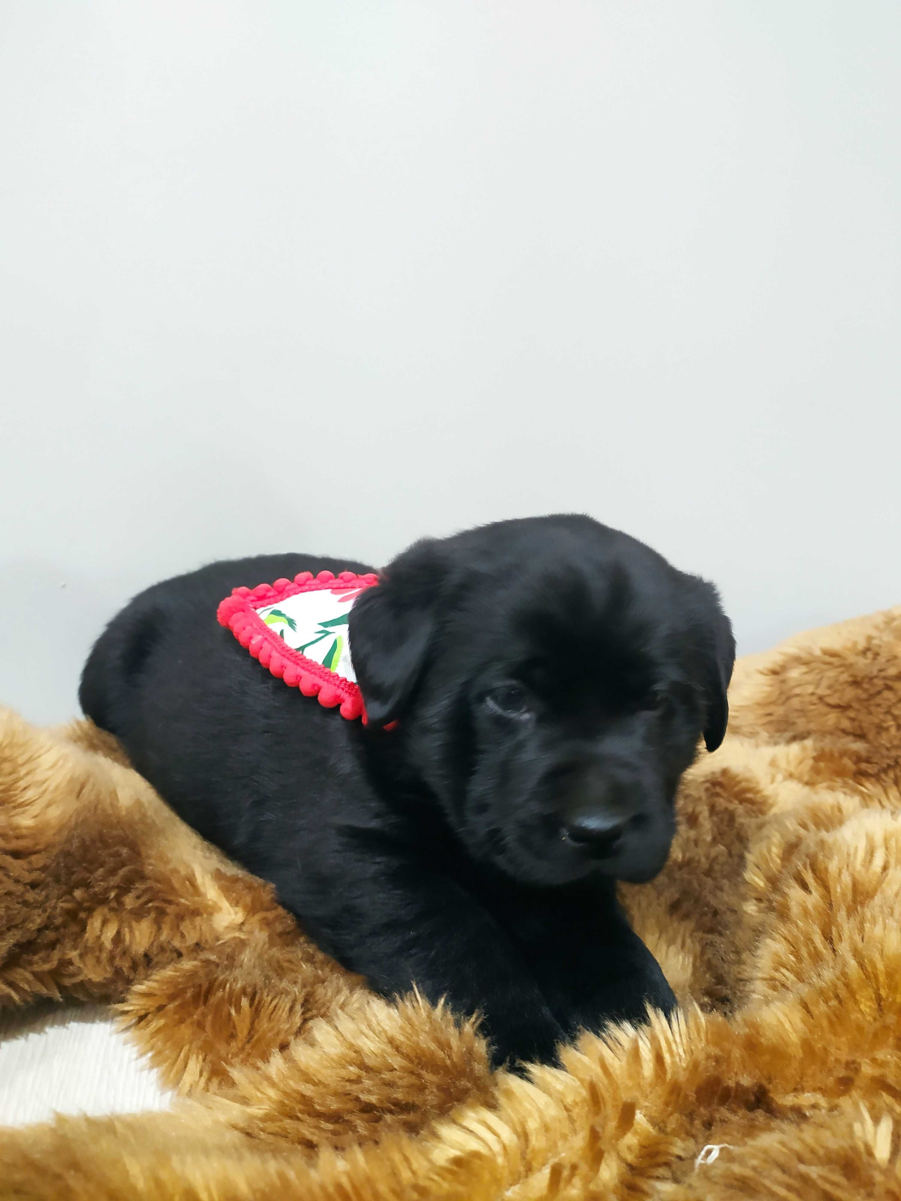 Labrador  czarna suczka
