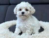 Słodki Maltipoo