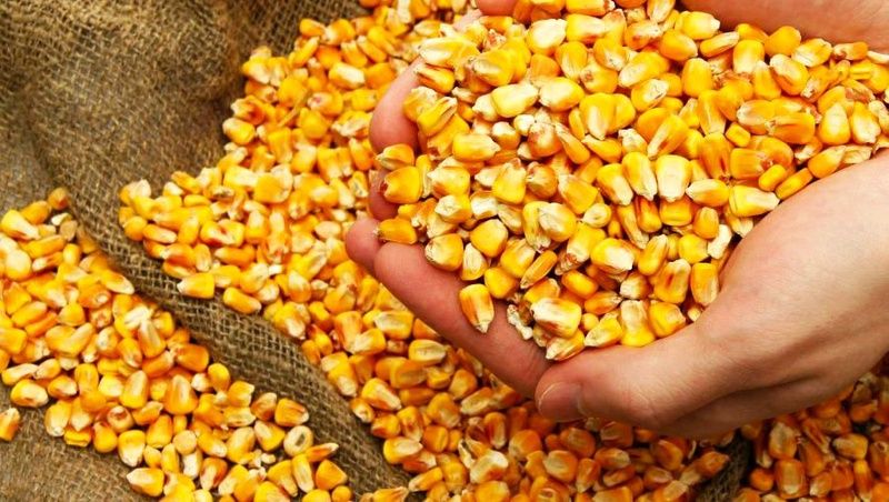 Насіння кукурудзи ДБ Хотин ФАО 280 семена кукурузы, гібрид подсолнуха