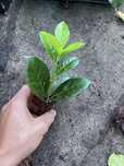 -Sadzonki Novity caucasica laurowisnia 10-25 cm