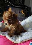 Cavapoo piesek super socjalizowany. Czytaj opis