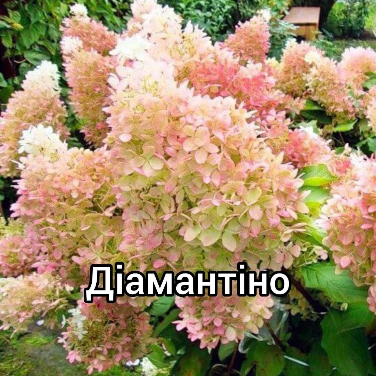 Сочные Ягоды и Элитные Цветы — Начни Садить Уже Сегодня!