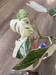 Monstera borsigiana variegata