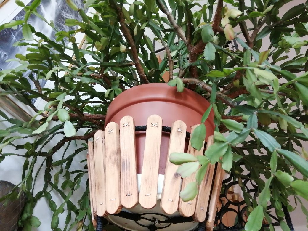 Kwiat grudnik zygokaktus SUPER kaktus szlumbergera DUŻY