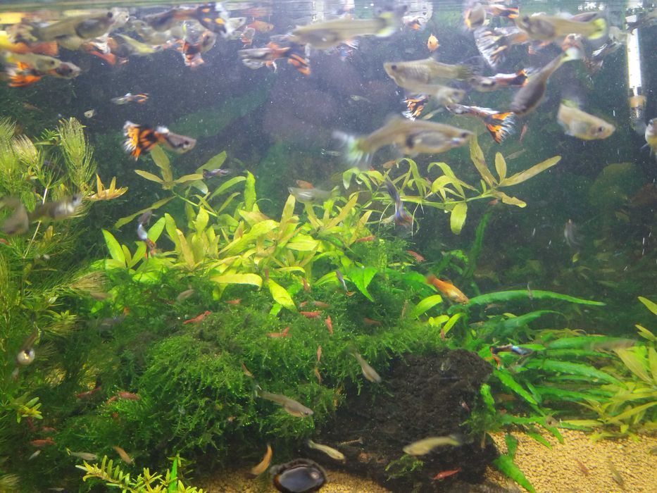 gupiki samice i samce