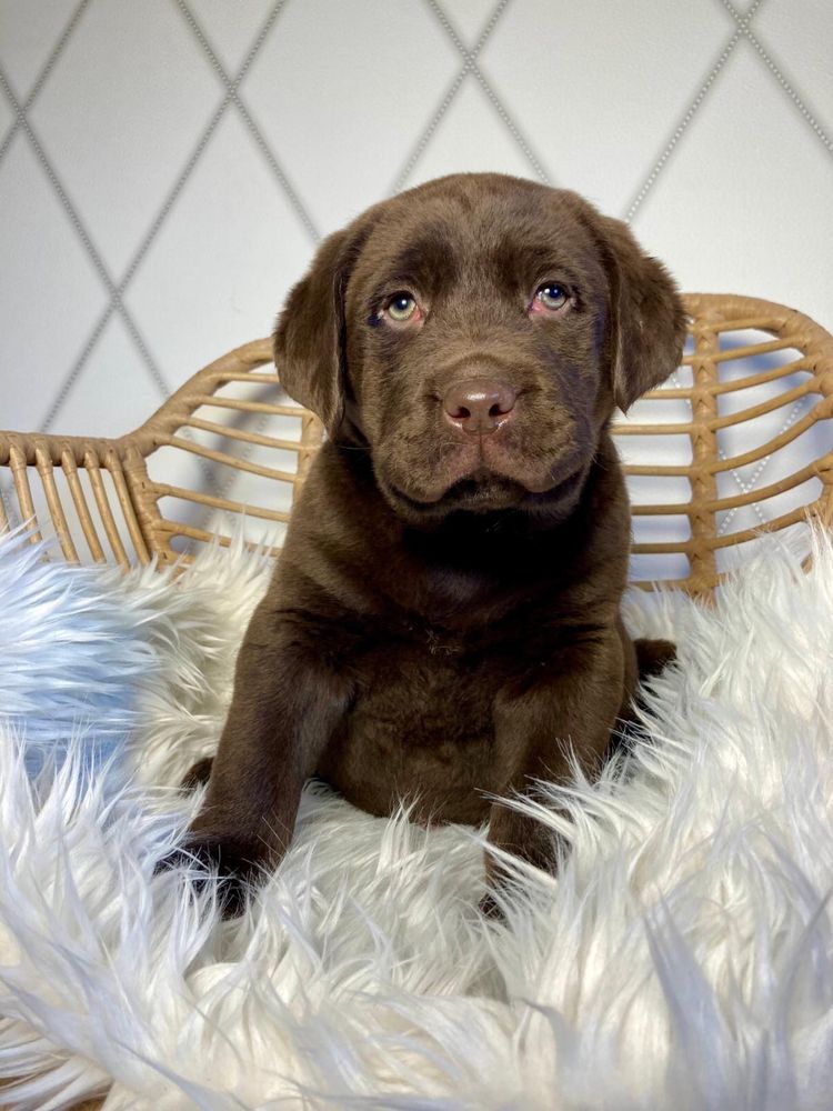 Labrador retriever czekoladowy szczeniak