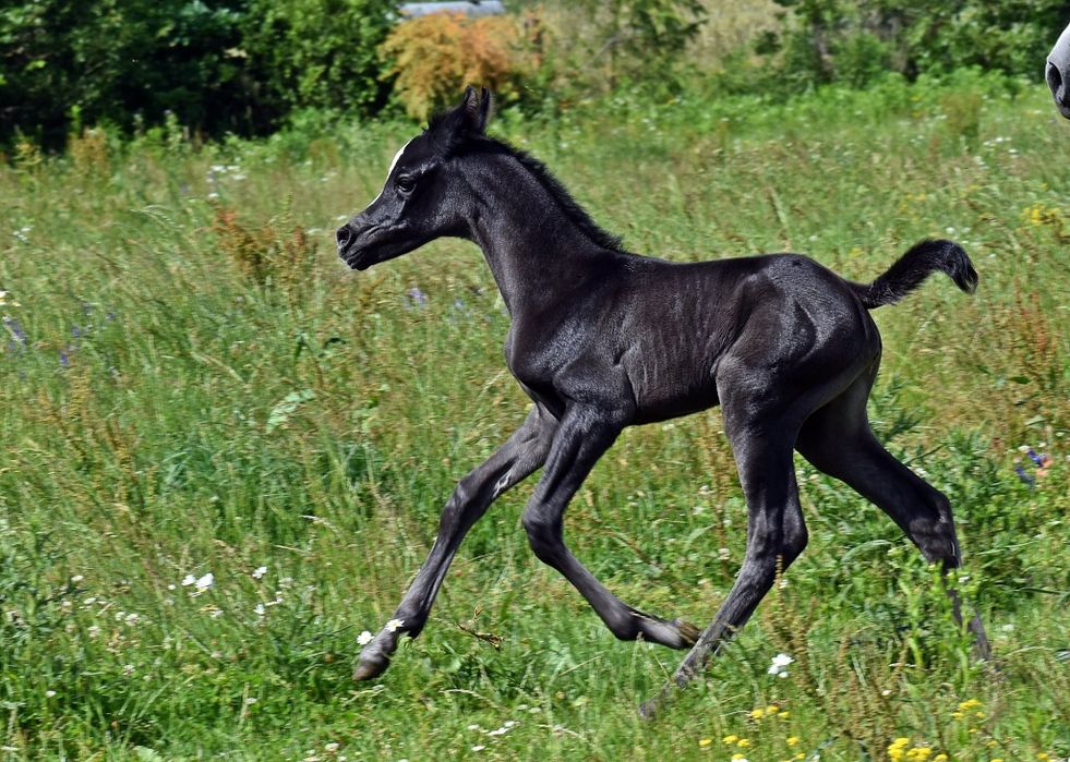 Klaczka arabska ( Al Ayal AA x Zeus EA)